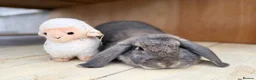 Dwarf Lop rabbits for sale: Fizz - Spayed and vaccinated  - Advert 5