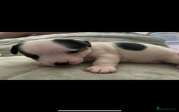 Jack Russell dogs for sale: Beautiful short legged Jack Russell babies  - Image 24