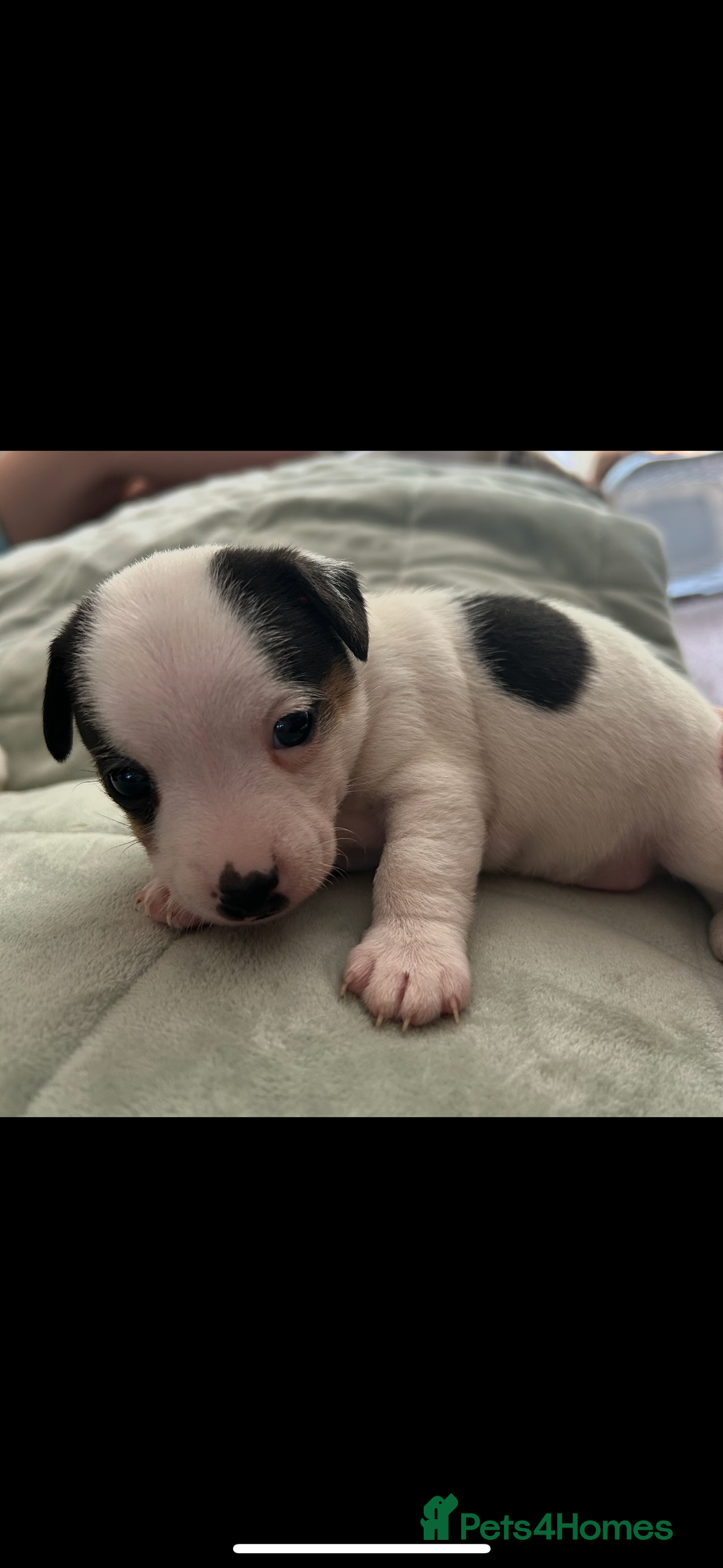 Jack Russell dogs for sale: Beautiful short legged Jack Russell babies  - Image 24