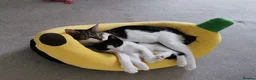 European cats for sale:  Two Kittens Looking for loving Home! 🏡❤️ - Advert 5