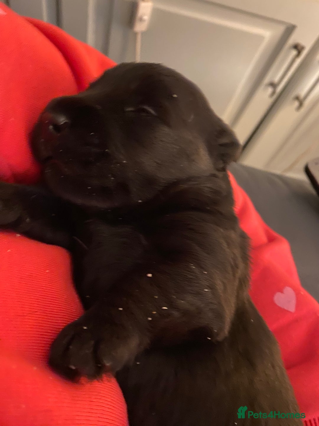 Scottish Terrier dogs for sale: Scottish terriers puppies - Advert 9