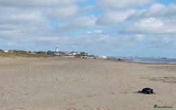 Border Collie dogs for sale: Female Short Hair Border Collie - Advert 3