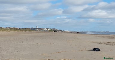 Border Collie dogs Female Short Hair Border Collie - Advert 5