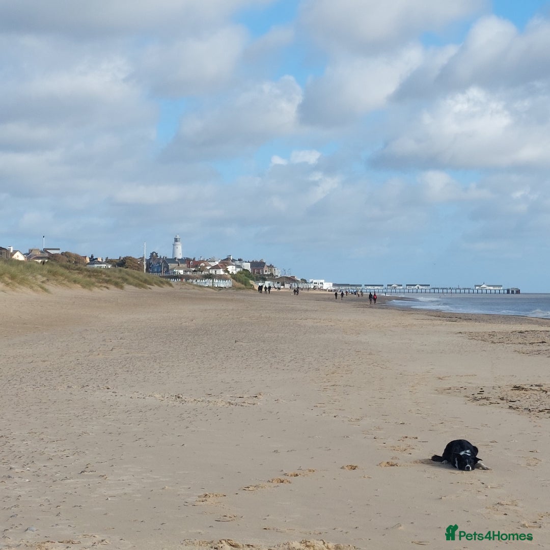 Border Collie dogs for sale: Female Short Hair Border Collie - Advert 3