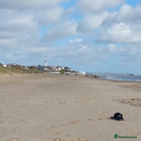 Border Collie dogs Female Short Hair Border Collie - Advert 5