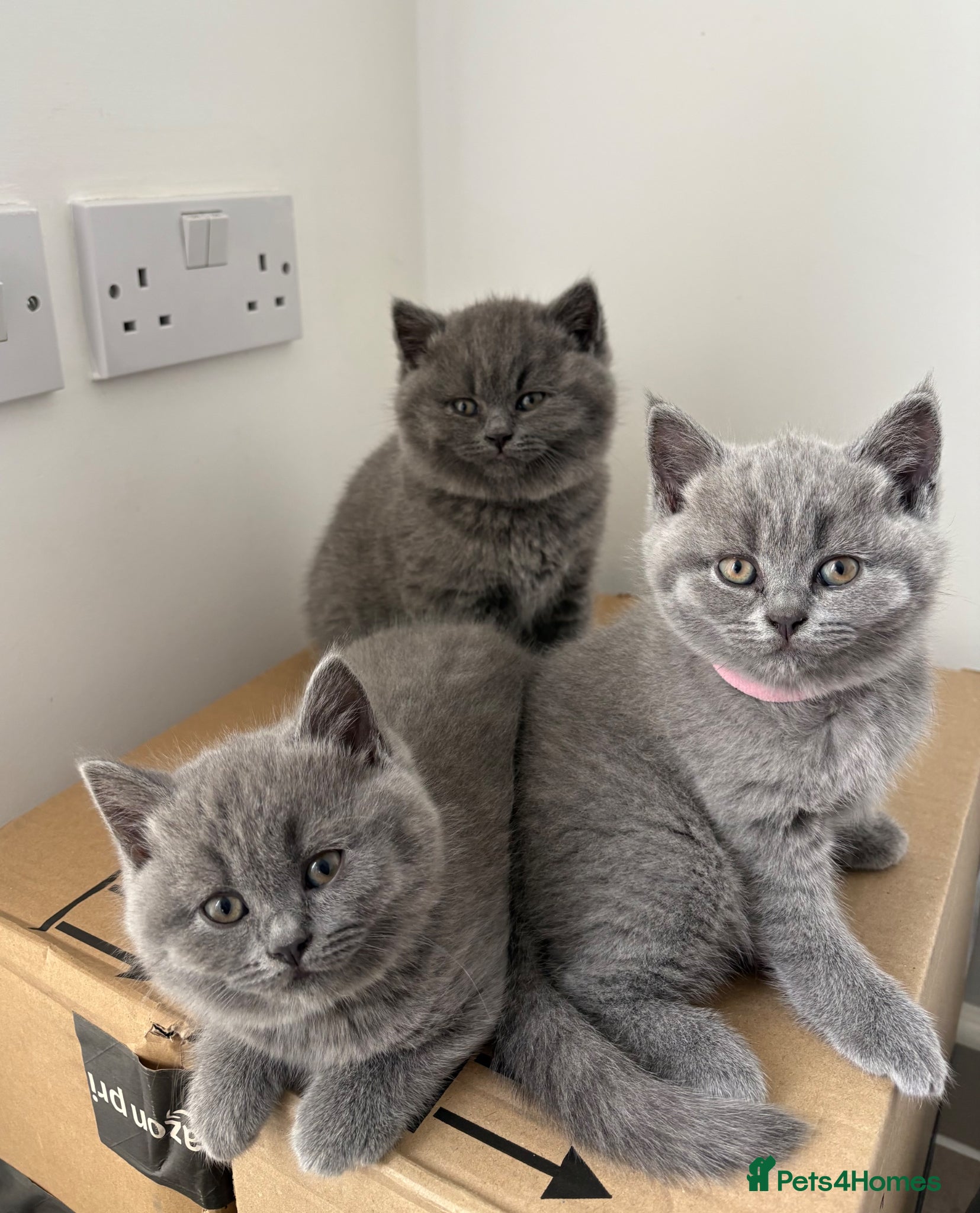 British Shorthair cats British shortcut - Advert 10