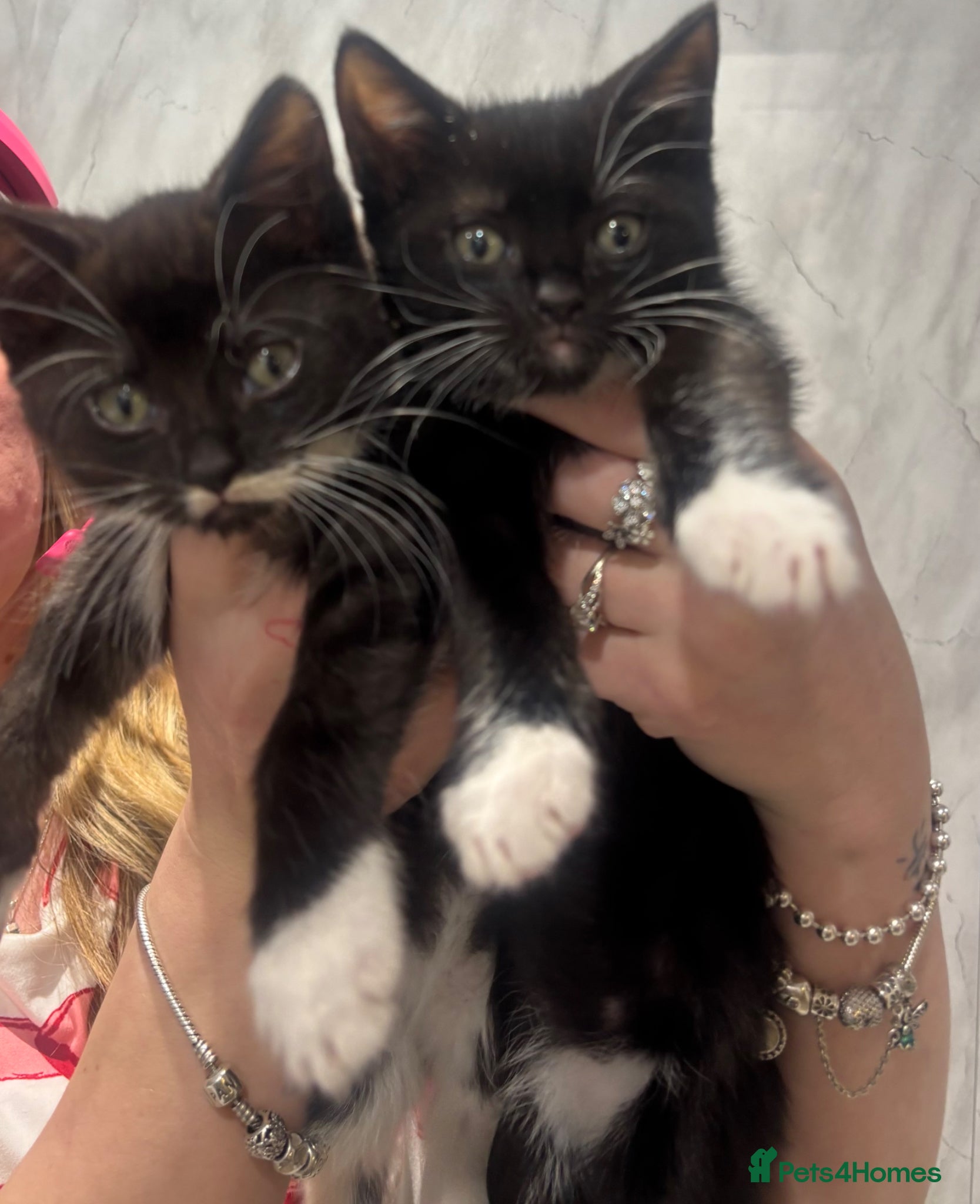 Siamese cats Cross Siamese kittens ready for there forever home - Advert 1