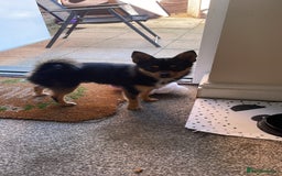 Chihuahua dogs for sale: Beautiful Chihuahua   - Image 2