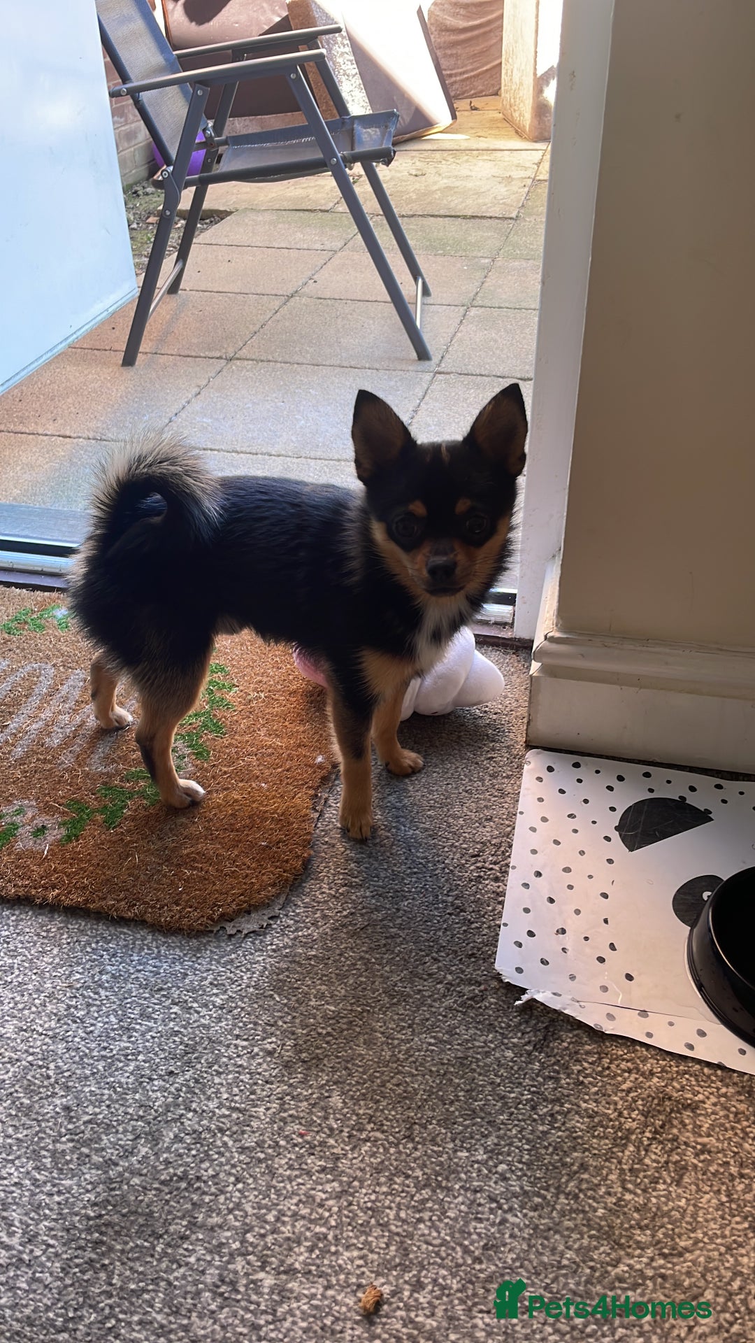 Chihuahua dogs for sale: Beautiful Chihuahua   - Image 2