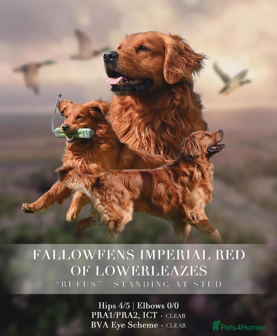 Golden Retriever dogs for sale: Kc registered Golden Retriever puppies available  - Image 18