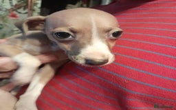 Italian Greyhound dogs for sale: Italian Greyhound Puppies - Image 4