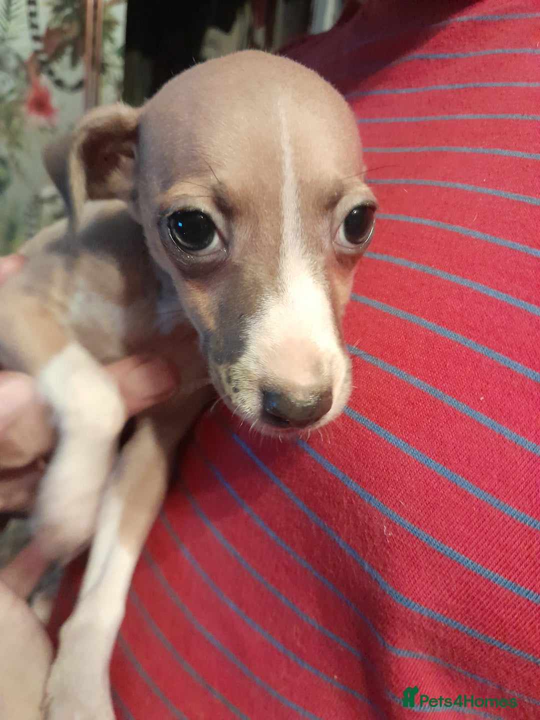 Italian Greyhound dogs for sale: Italian Greyhound Puppies - Image 4