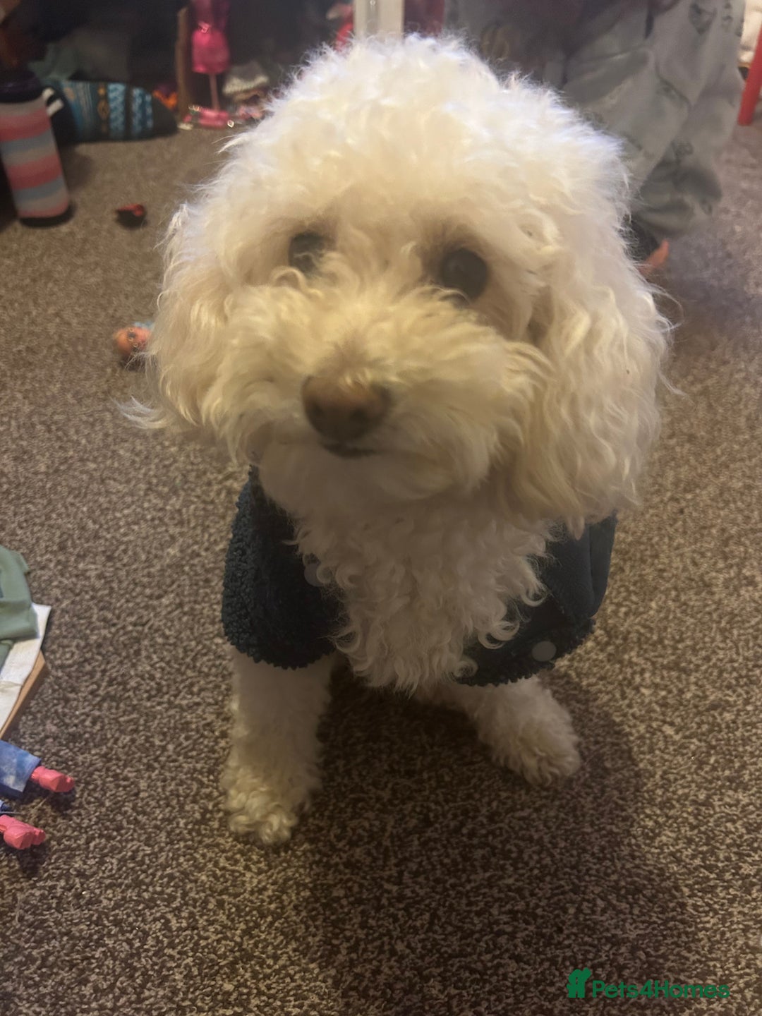 Toy Poodle dogs for stud: Gucci Toy Poodle Stud - Image 4