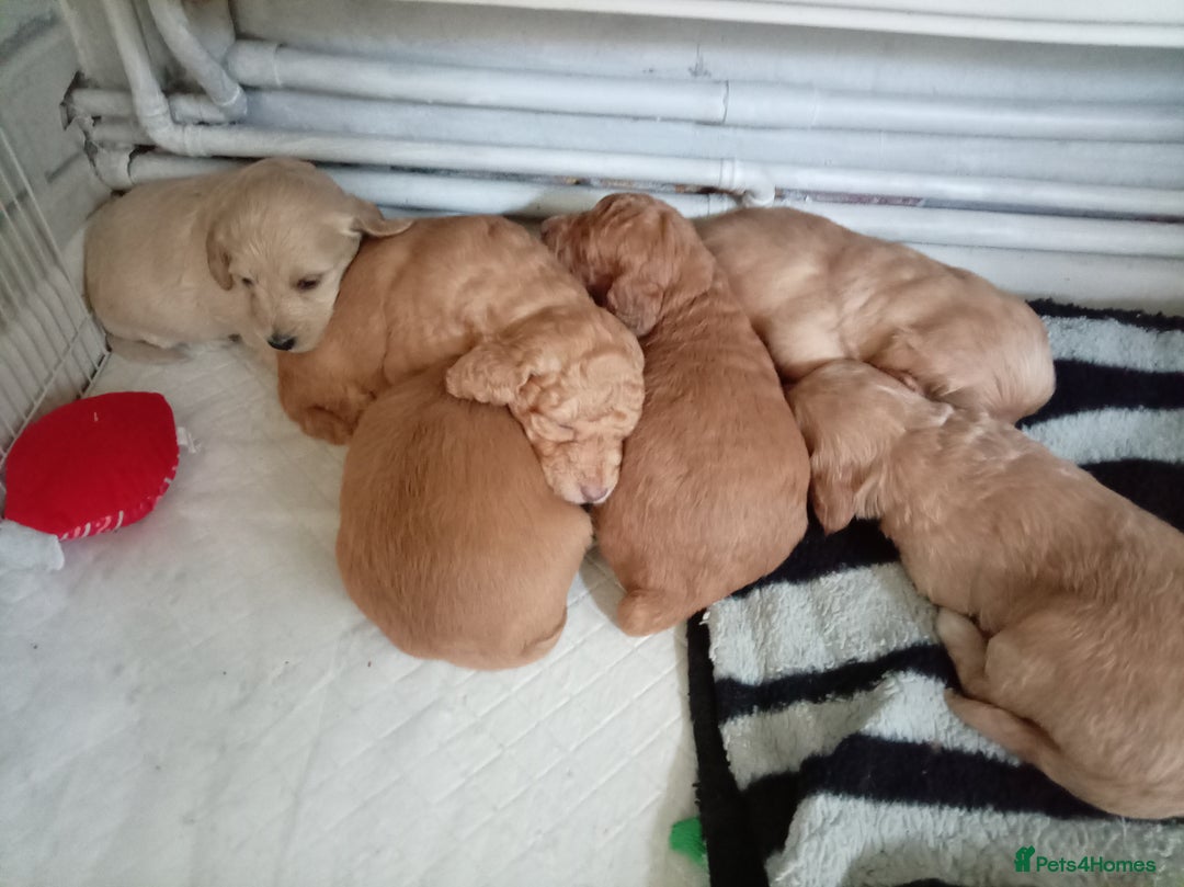 Cockapoo dogs for sale: 8 Beautiful Cockapoos puppies - Advert 5