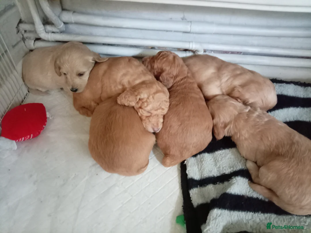 Cockapoo dogs for sale: 8 Beautiful Cockapoo Puppies - Advert 3