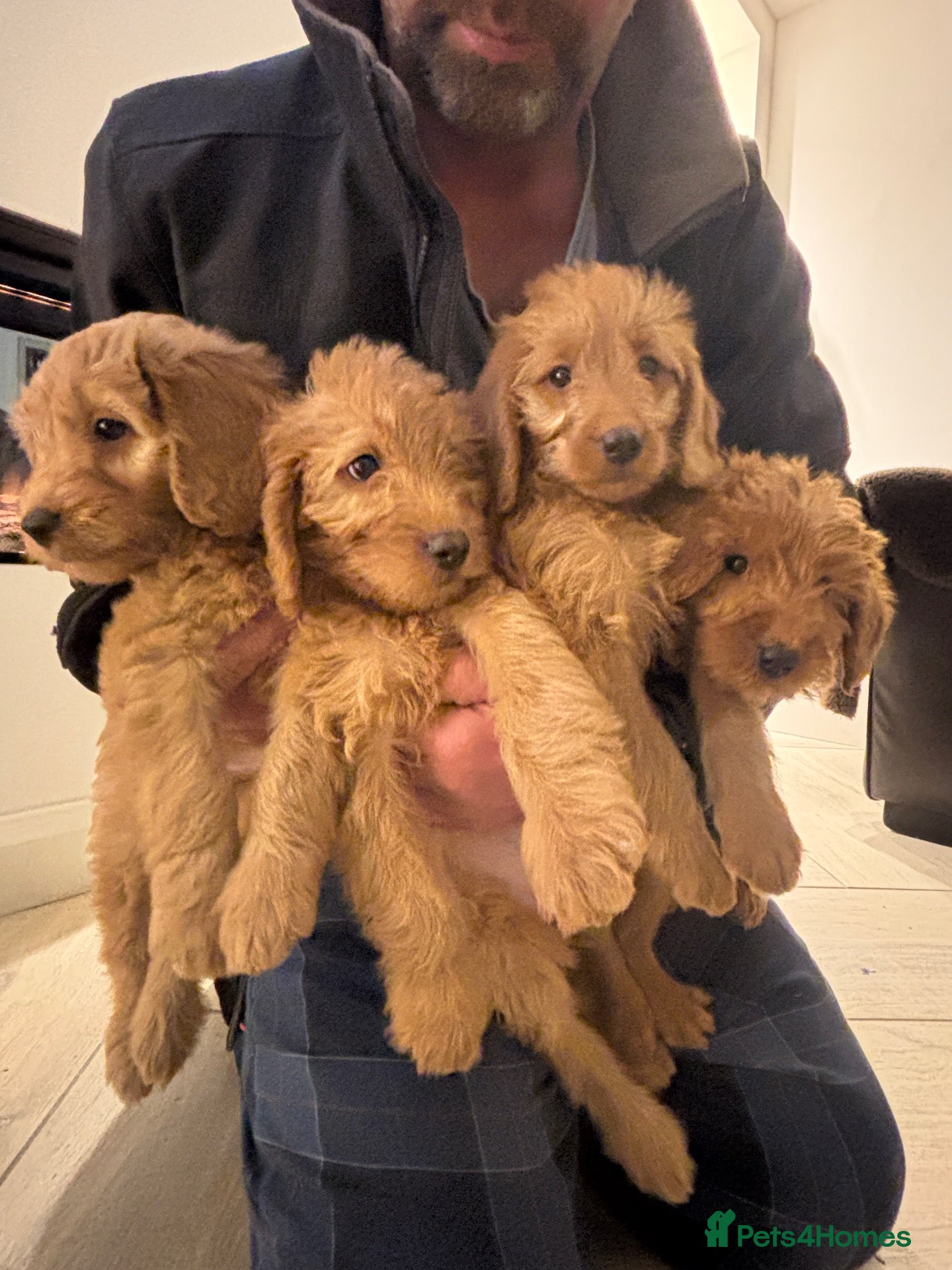 Labradoodle dogs Stunning girls ready! Labradoodle F1b generation - Advert 2