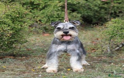 Miniature Schnauzer dogs for stud: KC MAC Pepper & Salt miniature schnauzer Stud - Image 1