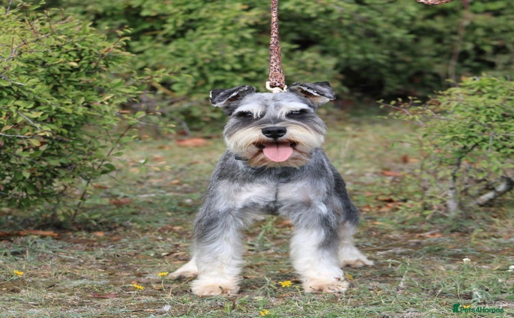 Miniature Schnauzer dogs - Advert 3