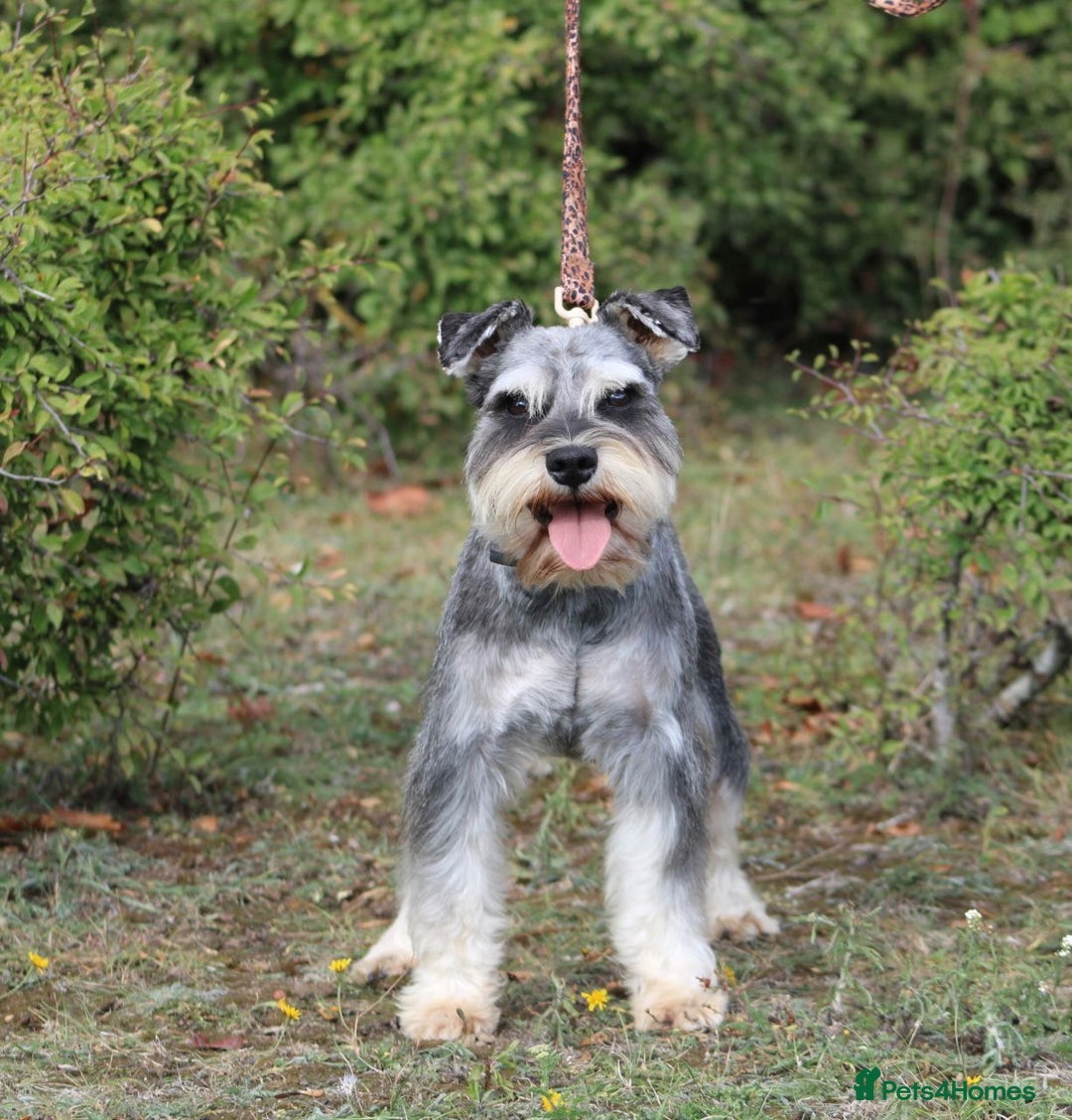 Miniature Schnauzer dogs for stud: KC MAC Pepper & Salt miniature schnauzer Stud - Image 1
