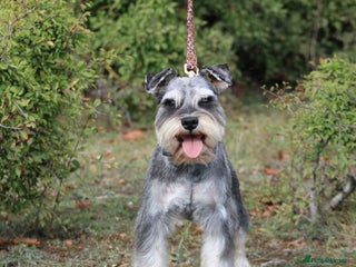 Miniature Schnauzer dogs - Advert 6