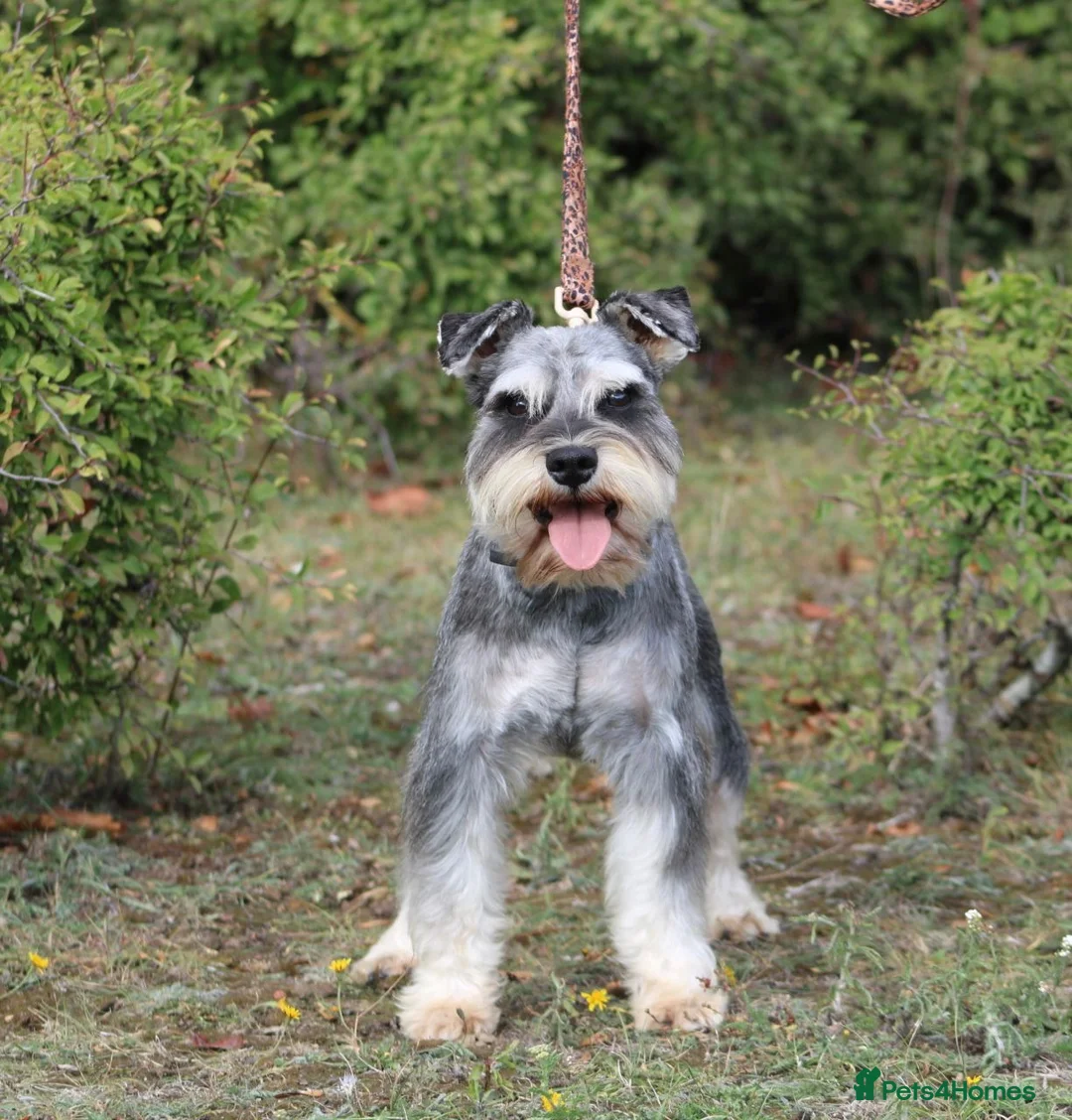 Miniature Schnauzer dogs for stud: KC MAC Pepper & Salt miniature schnauzer Stud in Basildon - Advert 1