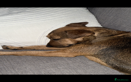 Patterdale Terrier dogs for sale: 2yr old patterdale  - Advert 3