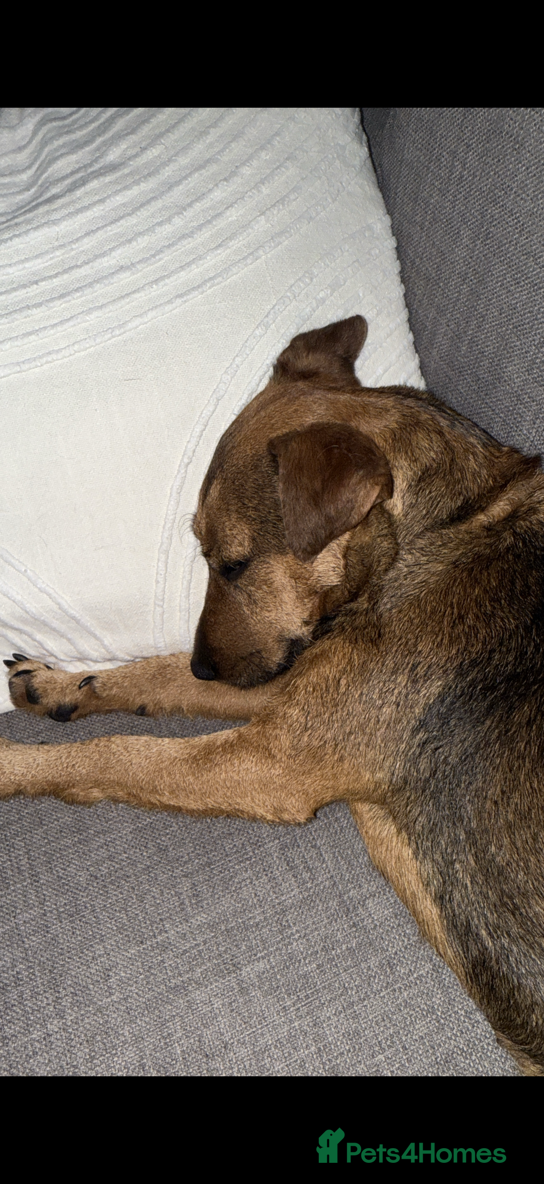 Patterdale Terrier dogs for sale: 2yr old patterdale  - Advert 3