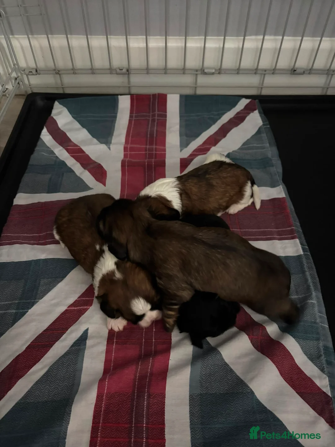 Mixed Breed dogs for sale: Shih Tzu x Maltese puppies  - Advert 1