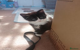 Mixed Breed cats for sale: 9 adorable Disney kitten couples  - Image 6