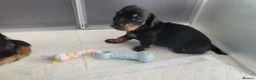 Miniature Dachshund dogs for sale: Dachshund puppies - Advert 6