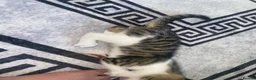 Mixed Breed cats for sale: little female tortoise shell kitten - Advert 3