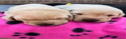 Labrador Retriever dogs for sale: Exquisite KC FTCH Labrador Puppies - Advert 12