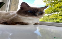 Ragdoll cats for sale: Super affectionate male ragdoll house cat - Advert 8