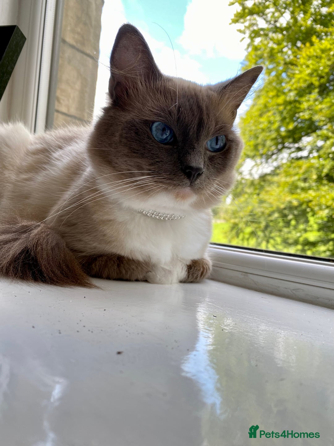 Ragdoll cats for sale: Super affectionate male ragdoll house cat - Advert 8