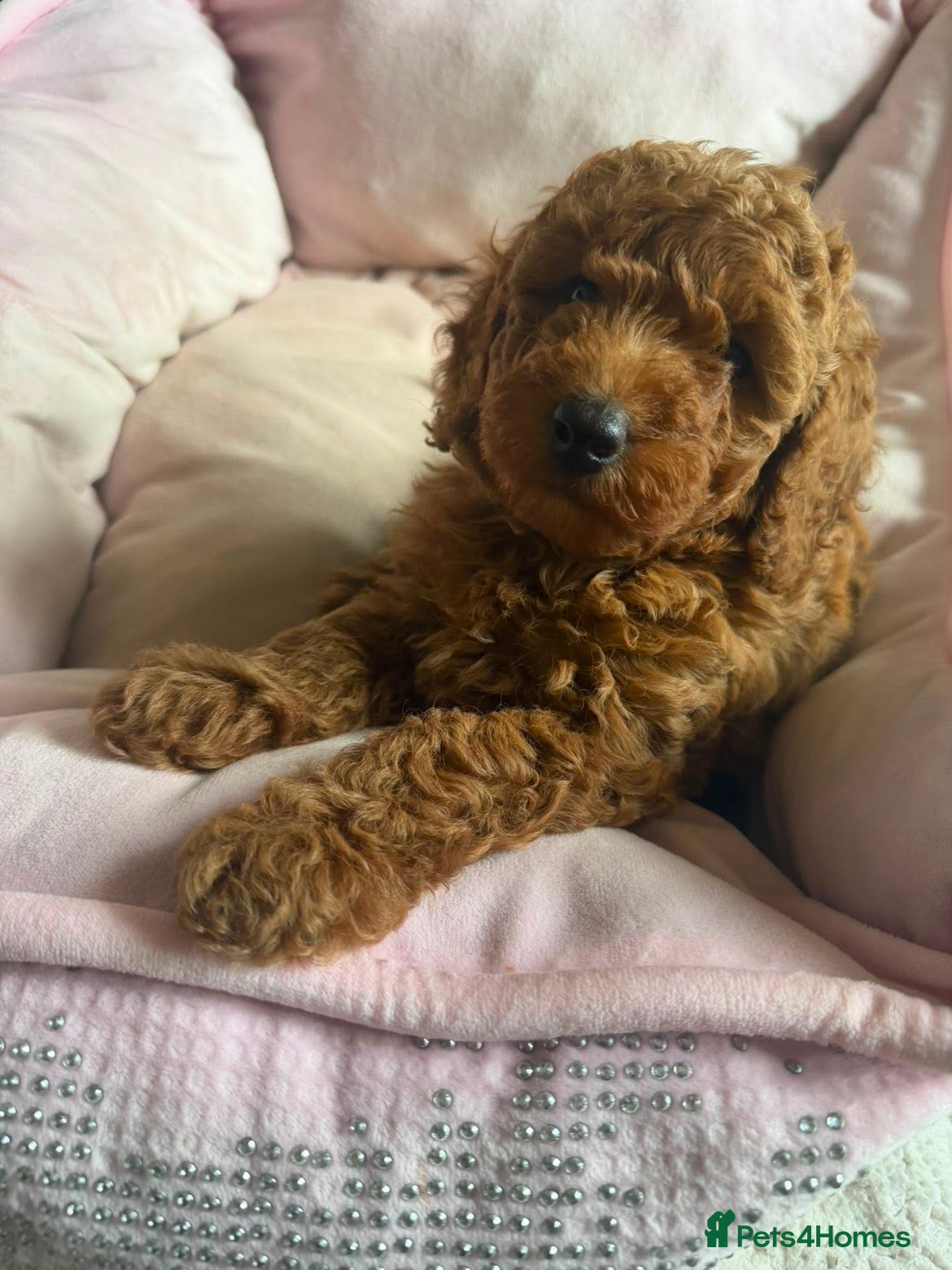 Miniature Poodle dogs 2 beautiful red  miniature poodle girls  - Advert 1