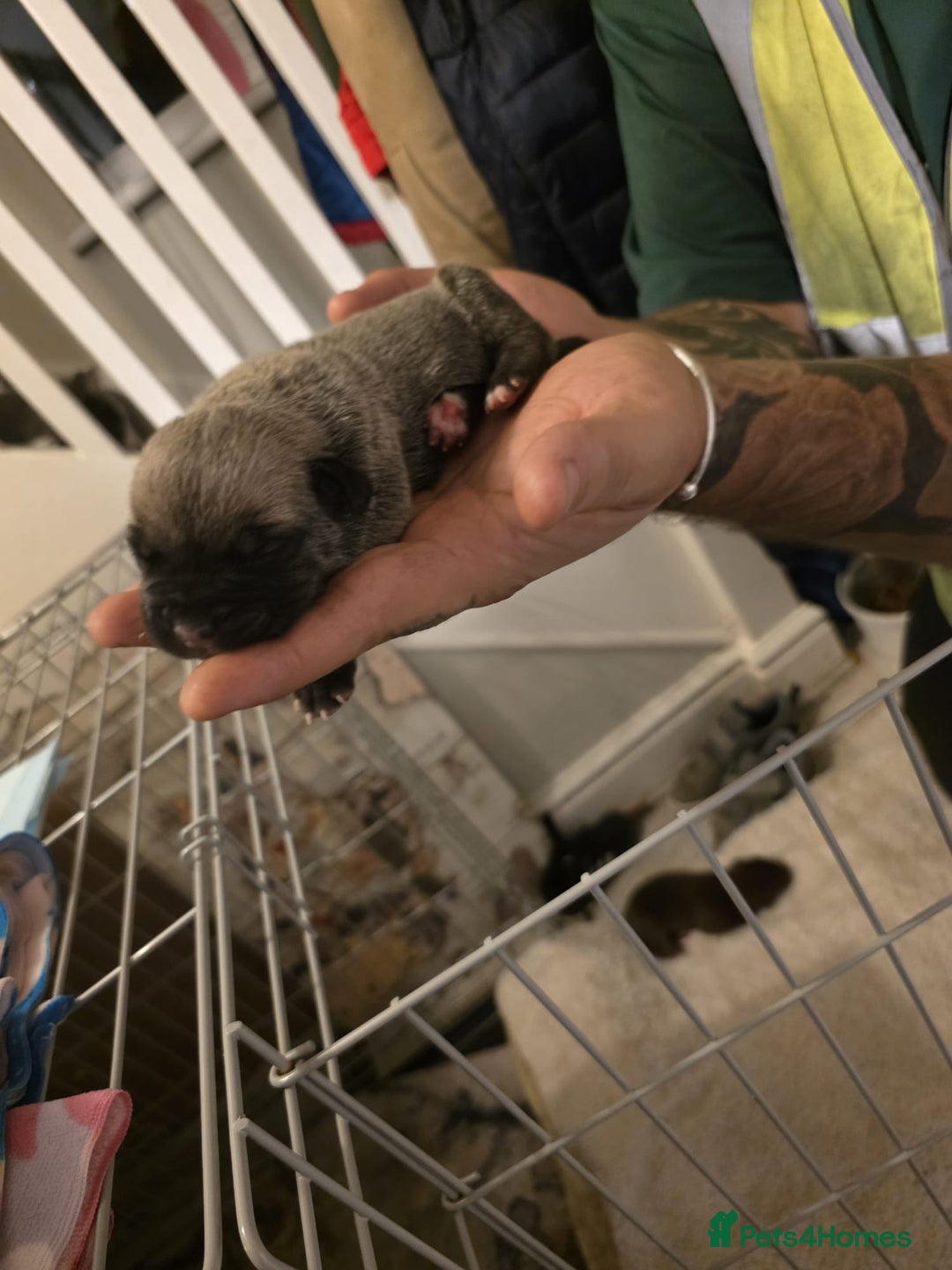 Cane Corso dogs for sale: Cane corso pups - Image 22