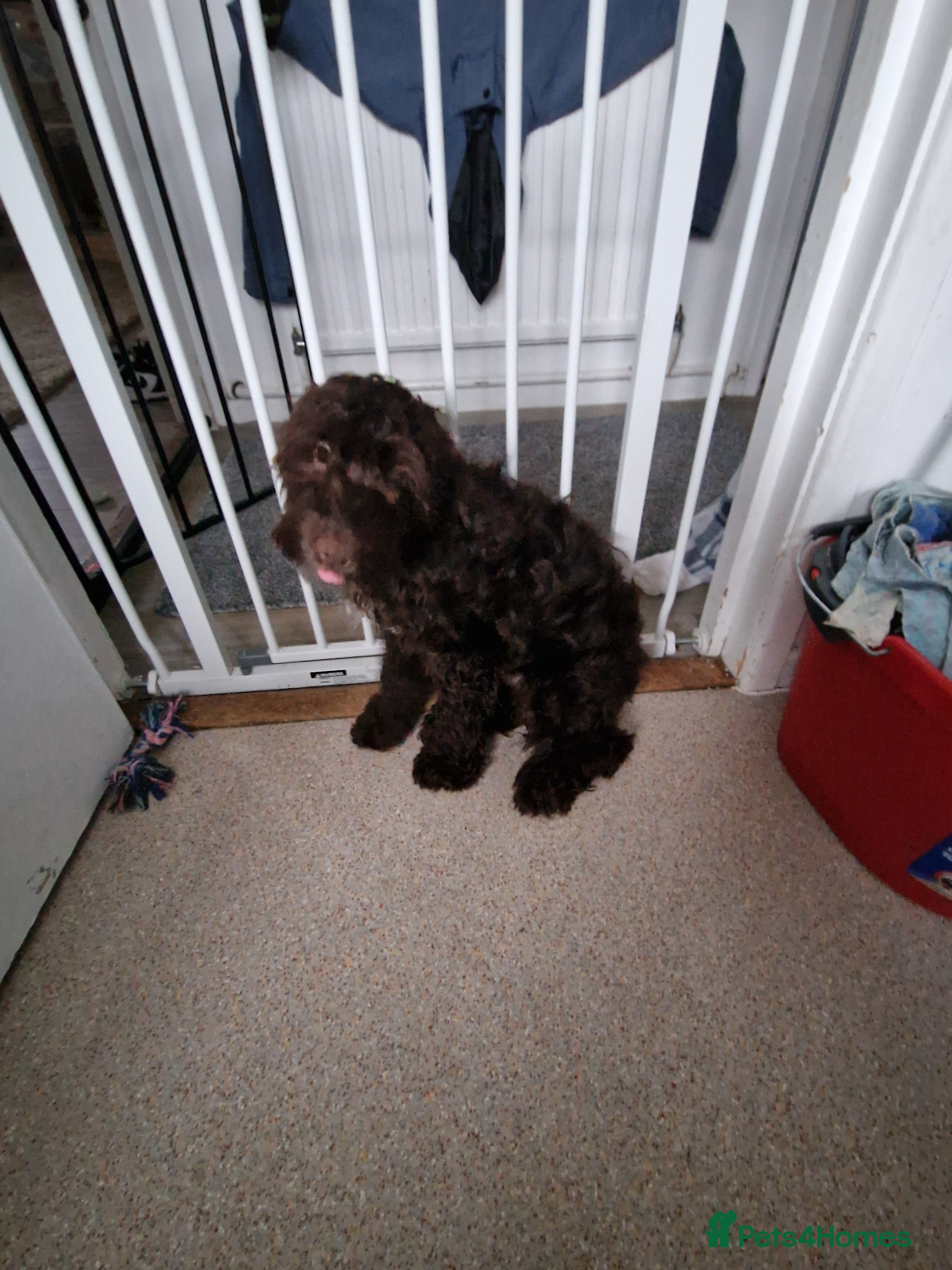 Cockapoo dogs Cockapoo boy - Advert 2