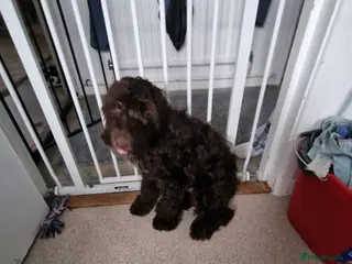 Cockapoo dogs Cockapoo boy - Advert 1