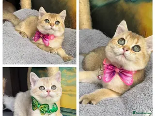 British Shorthair cats Adorable British Shorthair golden kittens - Advert 12