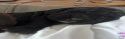 Cocker Spaniel dogs for sale: Black working Cocker Spaniel male - Advert 4