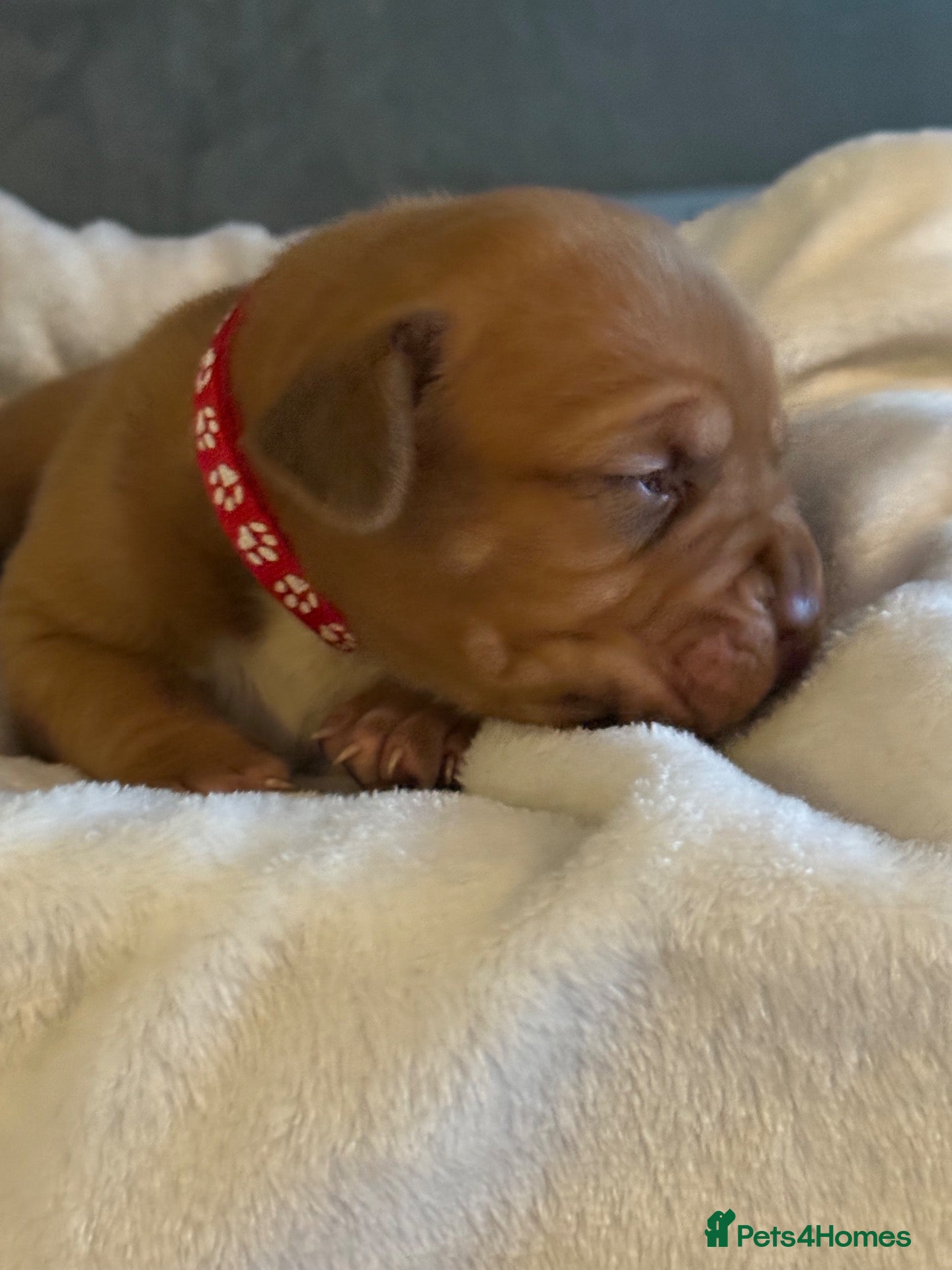 Dogue De Bordeaux dogs Dogue de Bordeaux  - Advert 1