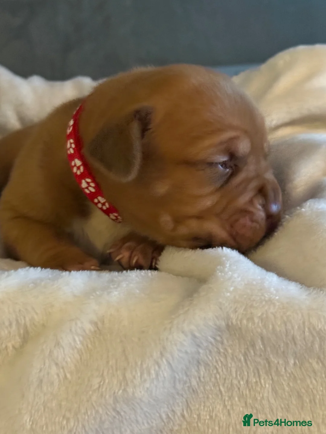 Dogue De Bordeaux dogs for sale: Dogue de Bordeaux  - Advert 1
