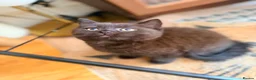 British Shorthair cats for sale: BRITISH SHORTHAIR DOLLS READY NOW! - Advert 4
