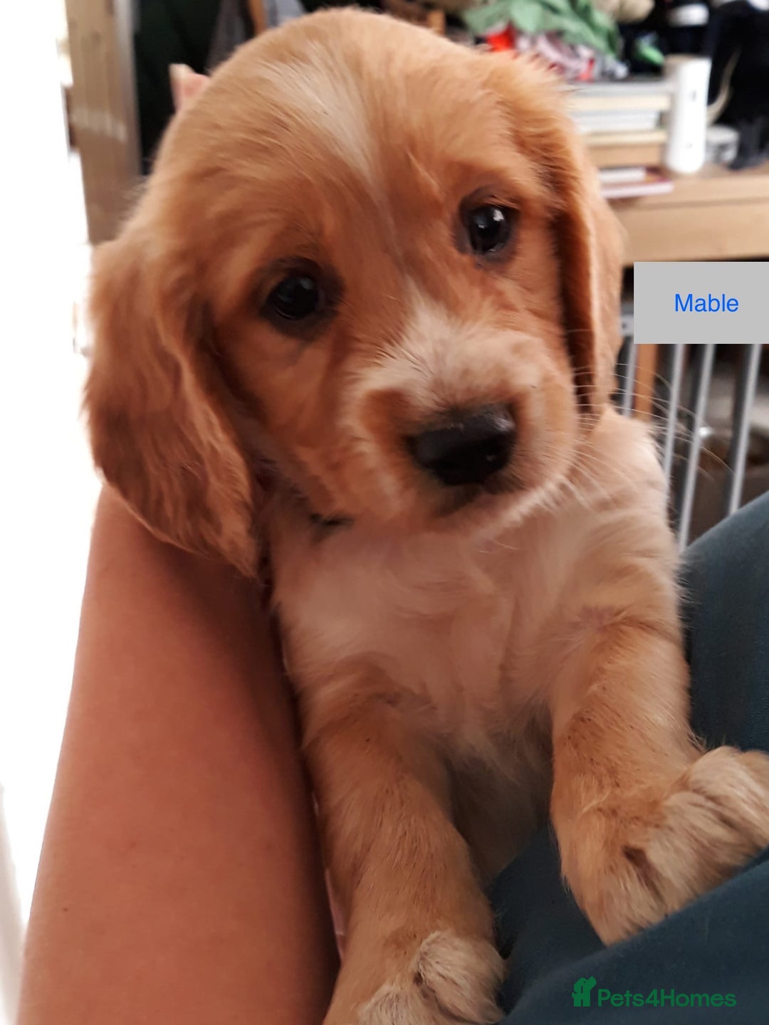 Sprocker dogs for sale: Sprockers 3/4 Cocker spaniel puppies for sale - Image 15