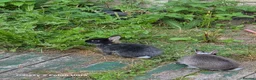 Netherland Dwarf rabbits for sale: Beautiful Netherland Dwarf bunnies - Advert 2