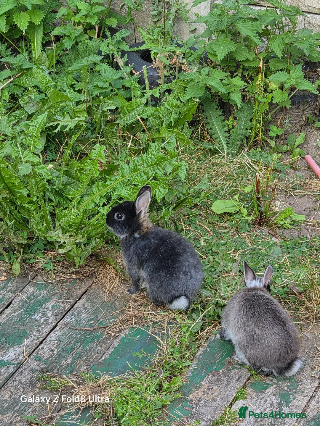 Netherland Dwarf rabbits for sale: Beautiful Netherland Dwarf bunnies - Advert 2