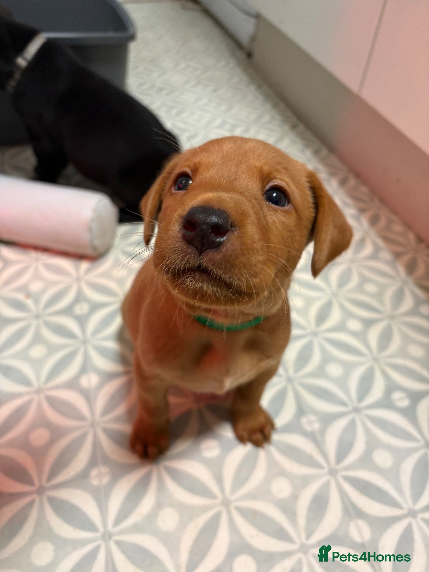 Labrador Retriever dogs 3 outstanding working labrador pups left! - Advert 18