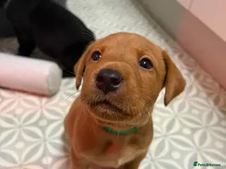 Labrador Retriever dogs 3 outstanding working labrador pups left! - Advert 18