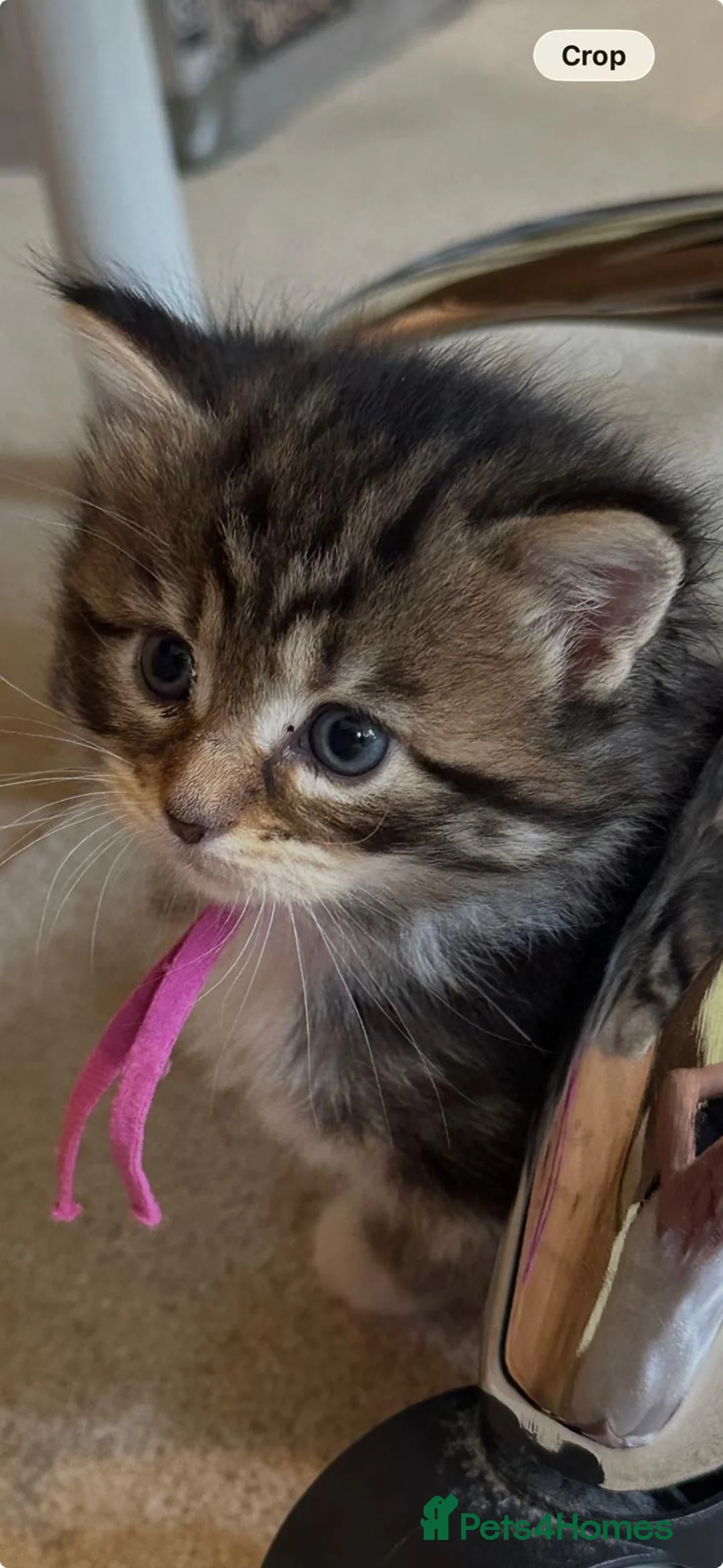 Maine Coon cats for sale: Fluffy picture perfect Maine Coon kittens in Tarporley - Advert 2