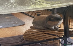 Mixed Breed rabbits for sale: 2 bonded female rabbits for rehoming  - Image 7